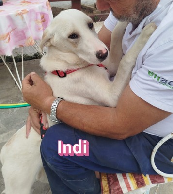 Indi, Labrador Retriever - Hündin