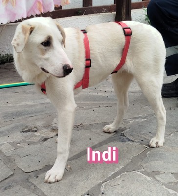 Indi, Labrador Retriever - Hündin