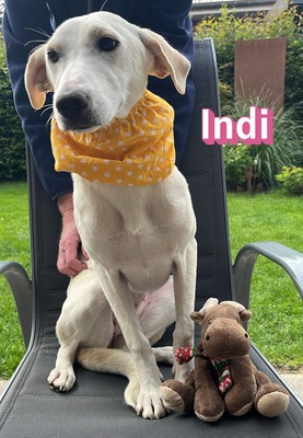 Indi, Mischling - Hündin