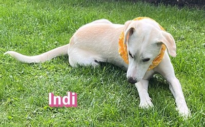 Indi, Mischling - Hündin