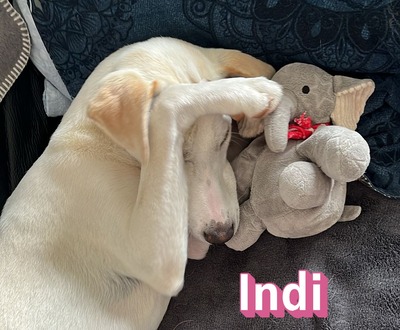 Indi, Mischling - Hündin