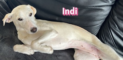 Indi, Mischling - Hündin