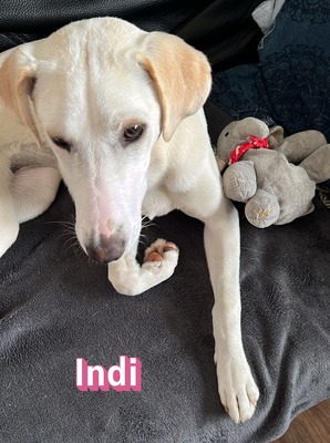 Indi, Mischling - Hündin