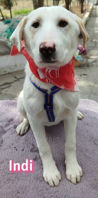 Indi, Mischling Welpen - Hündin