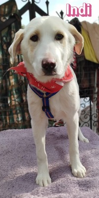 Indi, Mischling Welpen - Hündin