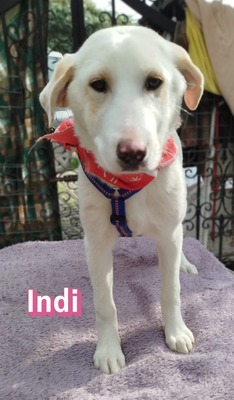 Indi, Mischling Welpen - Hündin