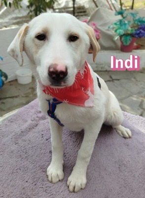 Indi, Mischling Welpen - Hündin