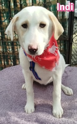 Indi, Mischling Welpen - Hündin