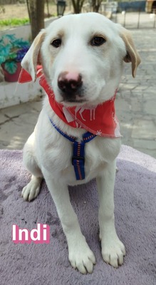 Indi, Mischling Welpen - Hündin
