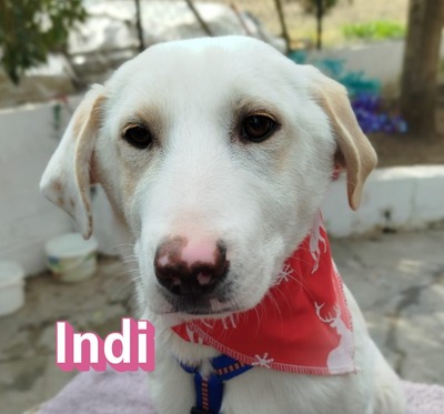 Indi, Mischling Welpen - Hündin