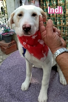 Indi, Mischling Welpen - Hündin