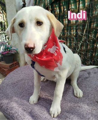 Indi, Mischling Welpen - Hündin