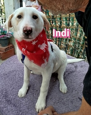 Indi, Mischling Welpen - Hündin