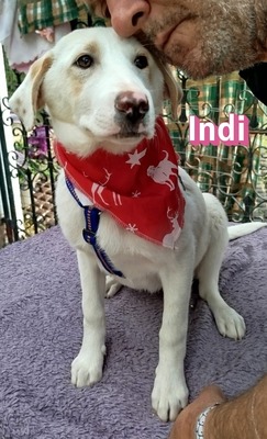 Indi, Mischling Welpen - Hündin