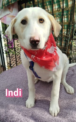 Indi, Mischling Welpen - Hündin