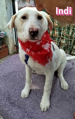 Indi, Mischling Welpen - Hündin