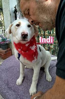 Indi, Mischling Welpen - Hündin