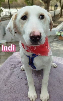 Indi, Mischling Welpen - Hündin