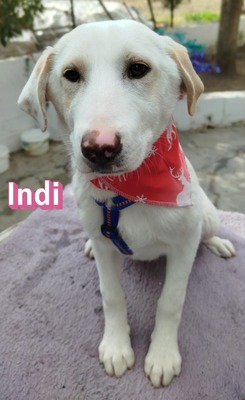 Indi, Mischling Welpen - Hündin