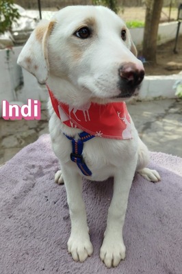 Indi, Mischling Welpen - Hündin