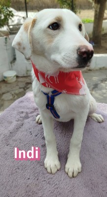Indi, Mischling Welpen - Hündin