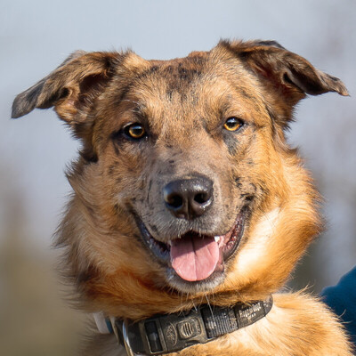 Indio, Malinois-Aussi-Mix - Rüde