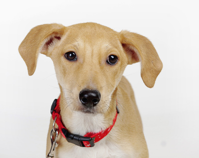 Indira, Mischling Welpen - Hündin