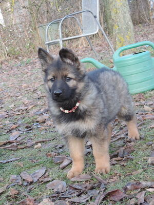 Indra, Deutscher Schäferhund Welpen - Hündin