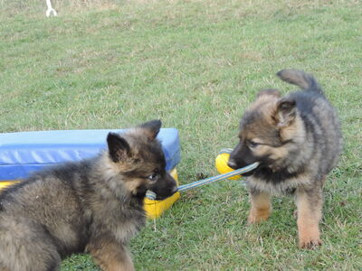 Indra, Deutscher Schäferhund Welpen - Hündin
