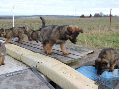 Indra, Deutscher Schäferhund Welpen - Hündin