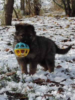 Indra, Deutscher Schäferhund Welpen - Hündin