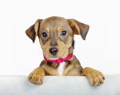 Indra, Mischling Welpen - Hündin