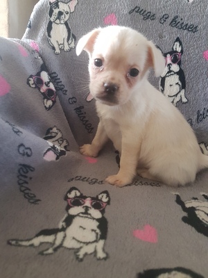 Ines, Mops/ Französische Bulldogge Welpen - Hündin