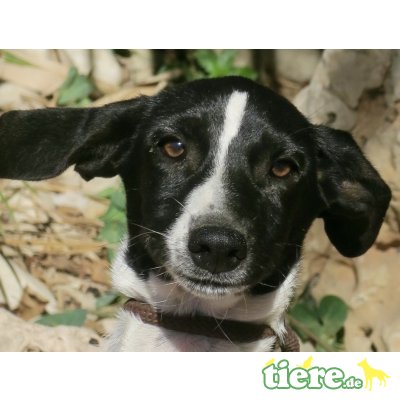 Ines, Ratonero Bodeguero Mix - Hündin