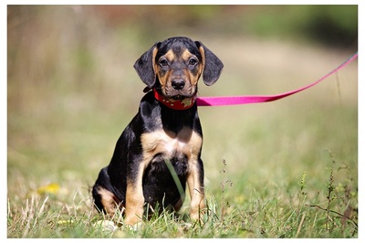 Ines, SPANIEL - Mischling Welpen - Hündin