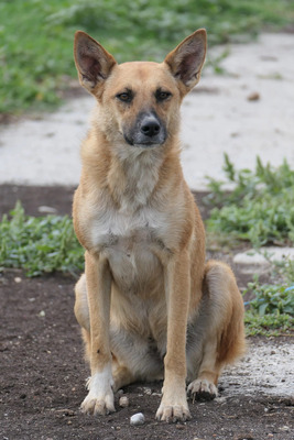 Inima, Mischling - Hündin