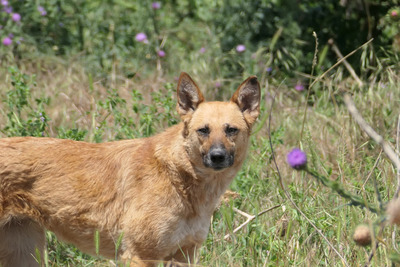 Inima, Mischling - Hündin