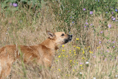 Inima, Mischling - Hündin