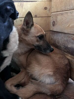 Inima, Mischling - Hündin