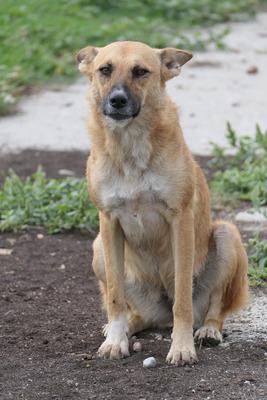 Inima, Mischling - Hündin