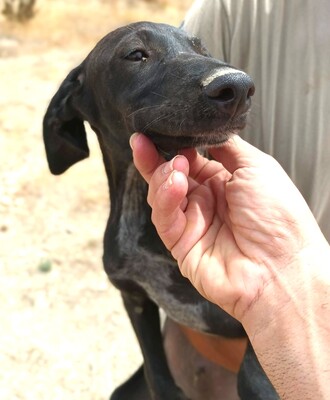 Inky, Galgo Espanol Welpen - Rüde