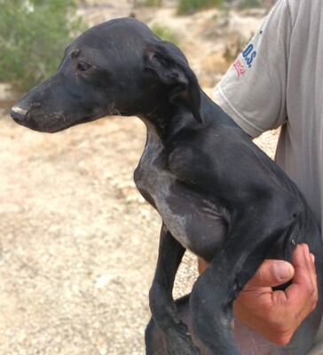Inky, Galgo Espanol Welpen - Rüde
