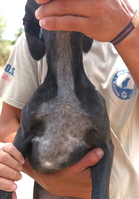 Inky, Galgo Espanol Welpen - Rüde