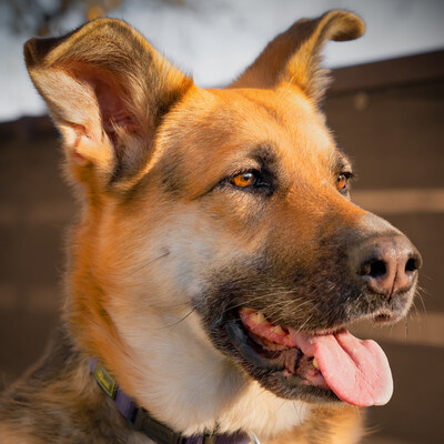 Ira, Collie-Schäferhund-Shepherd-Mix - Hündin