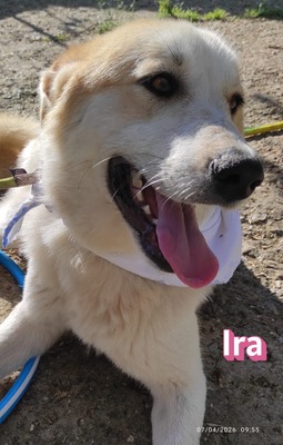 Ira, Retriever - Hündin