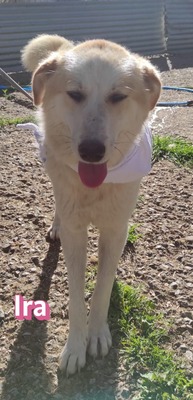 Ira, Retriever - Hündin