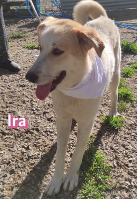 Ira, Retriever - Hündin