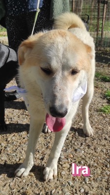 Ira, Retriever - Hündin