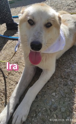 Ira, Retriever - Hündin