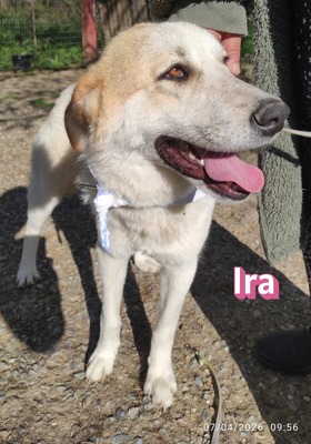 Ira, Retriever - Hündin
